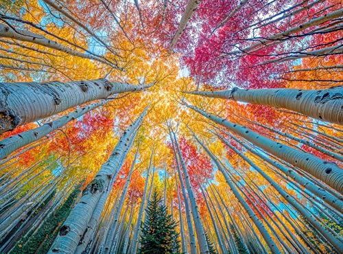 Cross & Glory – Sky Through the Aspens – 1000 Piece Jigsaw Puzzle for Adults | Golden Autumn Forest | Vibrant Fall Nature Artwork | Premium Ribbon-Cut with Satin Finish