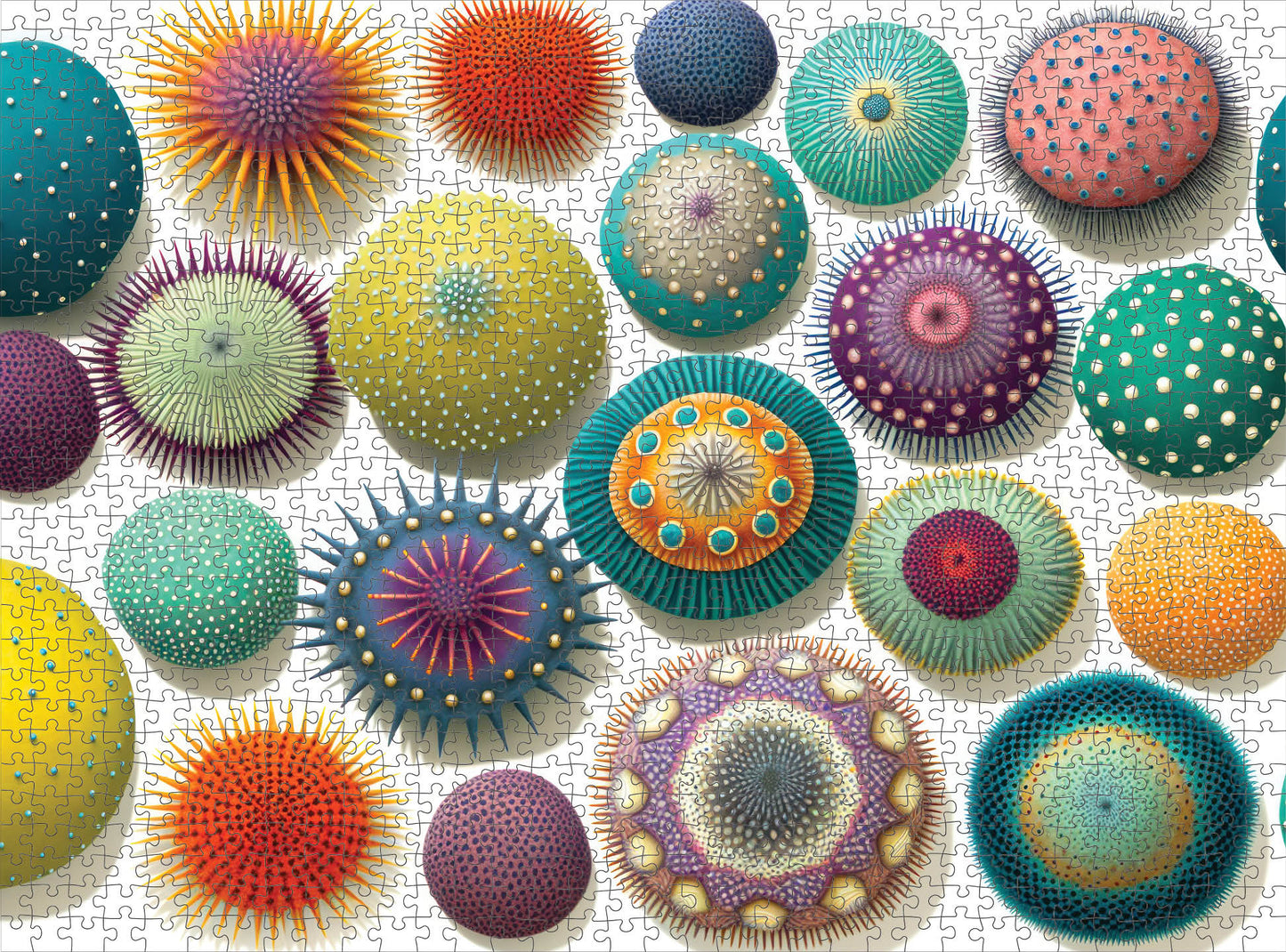 Coastal Puzzle – Colorful Sea Urchins – 1000 Piece Jigsaw Puzzle