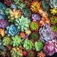 Succulent Puzzle – Succulent Symphony – 1000 Piece Jigsaw Puzzle