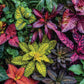 Jardin des Couleurs - Puzzle 1000 pièces