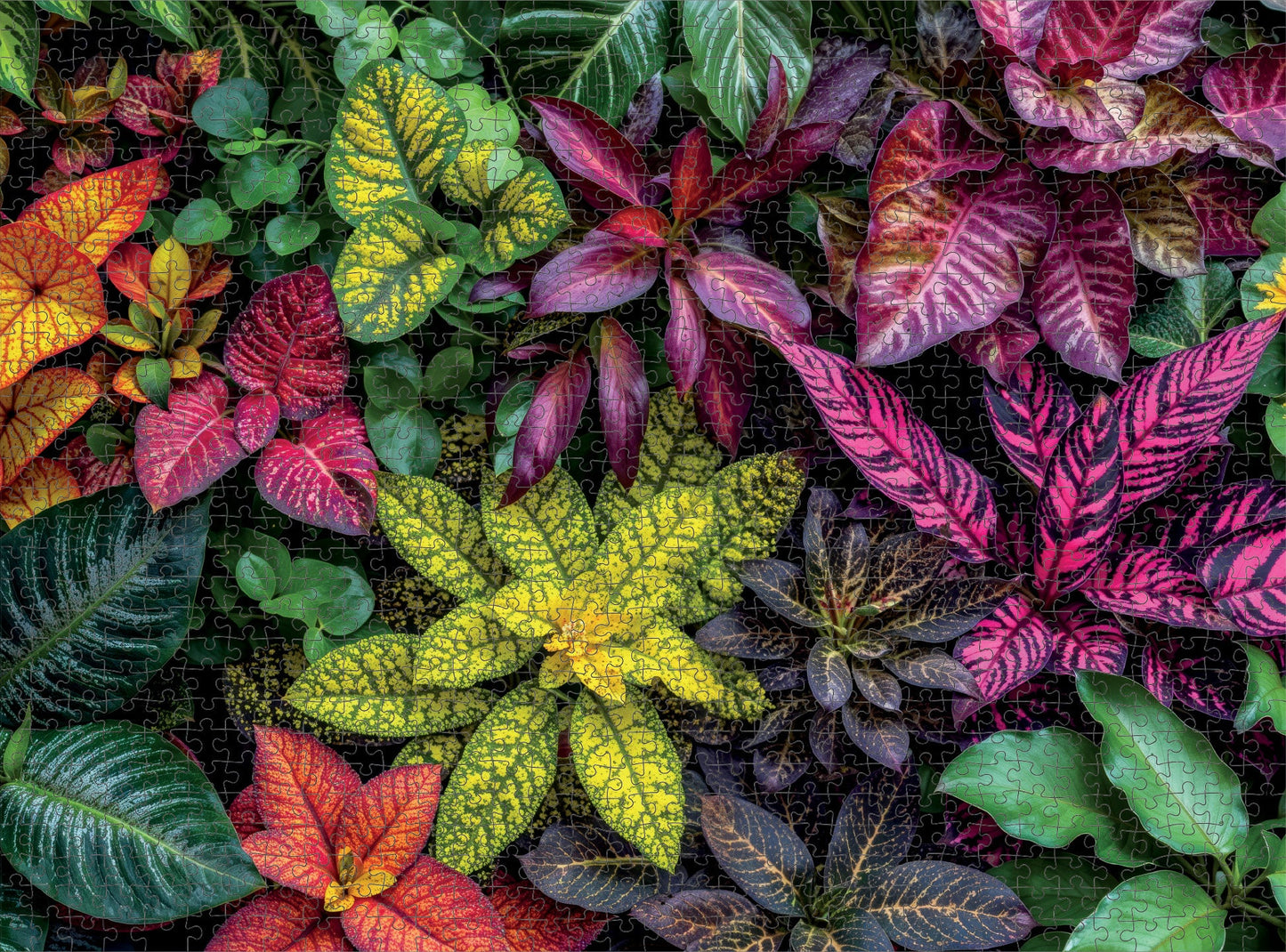 Jardin des Couleurs - Puzzle 1000 pièces