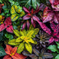 Jardin des Couleurs - Puzzle 1000 pièces