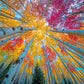 Fall Puzzle – Sky Through The Aspens – 1000 Piece Jigsaw Puzzle