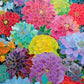 Dahlia Puzzle – Gilded Dahlia Symphony – 1000 Piece Jigsaw Puzzle