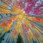 Sky Through The Aspens - 1000 Piece Jigsaw Puzzle