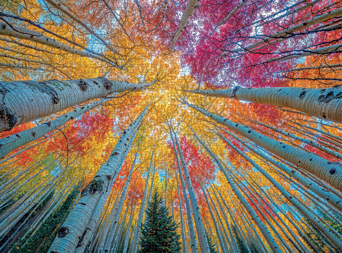 Sky Through The Aspens - 1000 Piece Jigsaw Puzzle