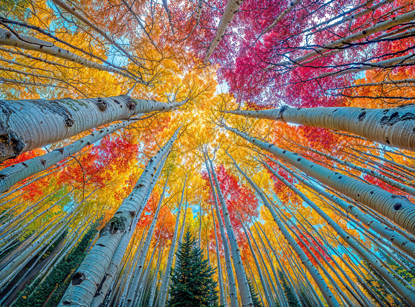 Sky Through The Aspens - 1000 Piece Jigsaw Puzzle